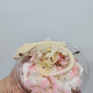 릴리화이트