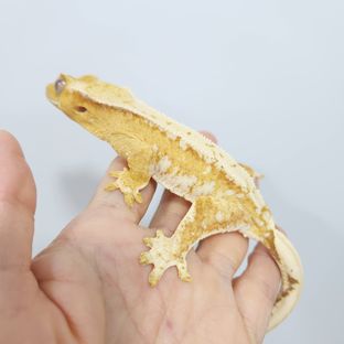 크림시클