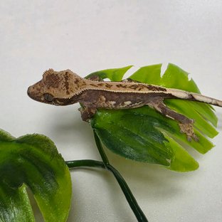 100%헷아잔틱
