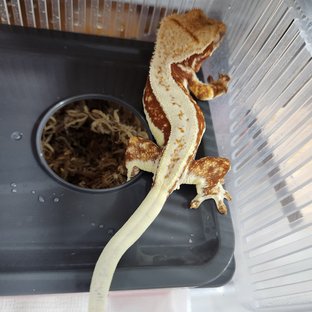 레드 릴리화이트