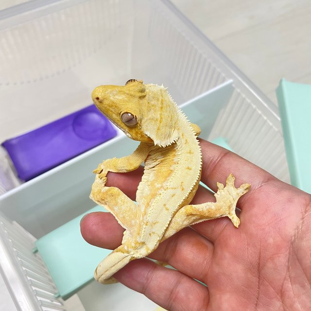 크림시클