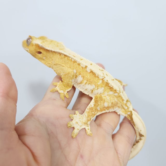 크림시클
