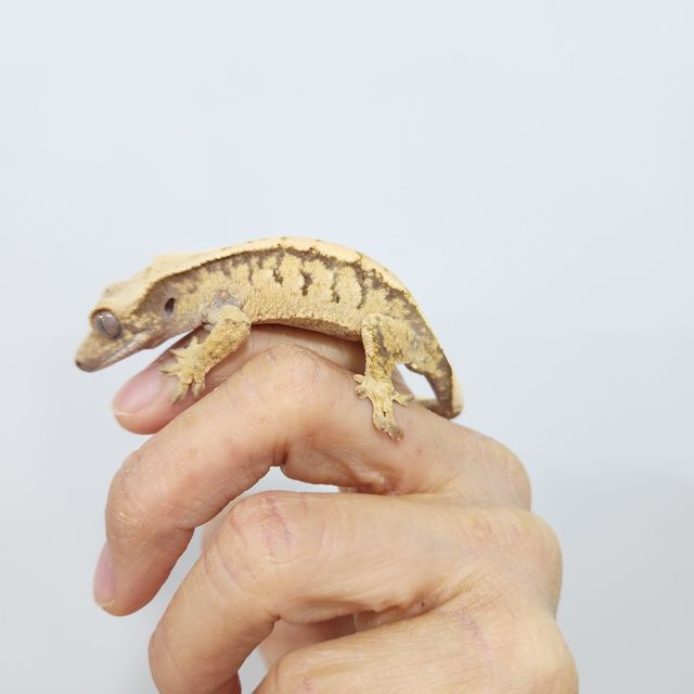 트라이