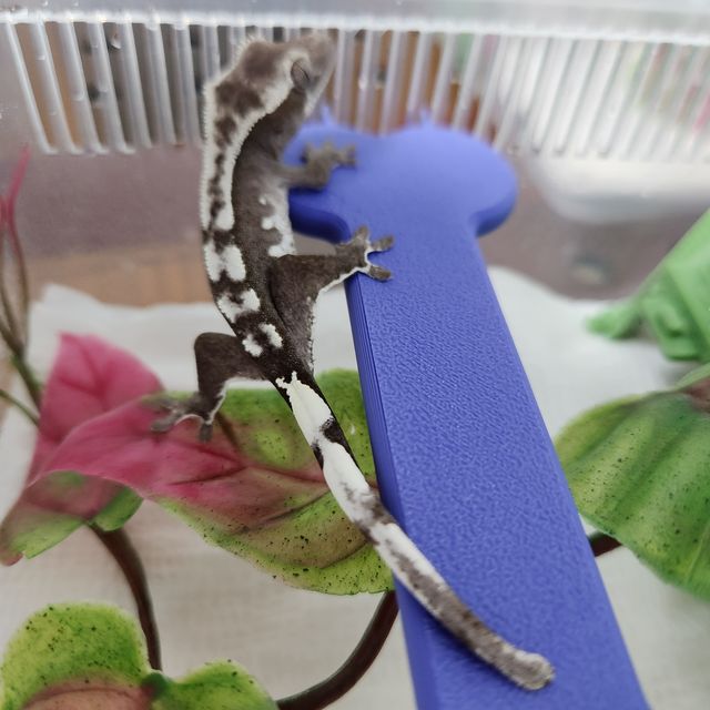 아잔틱