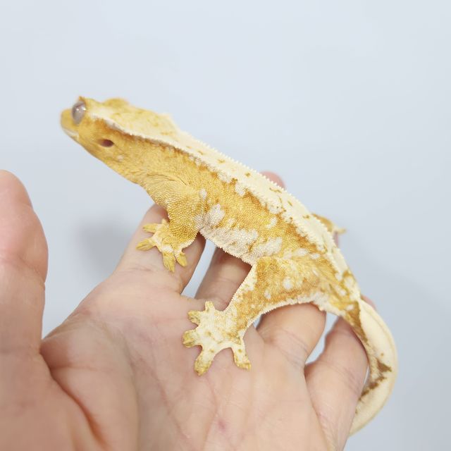 크림시클