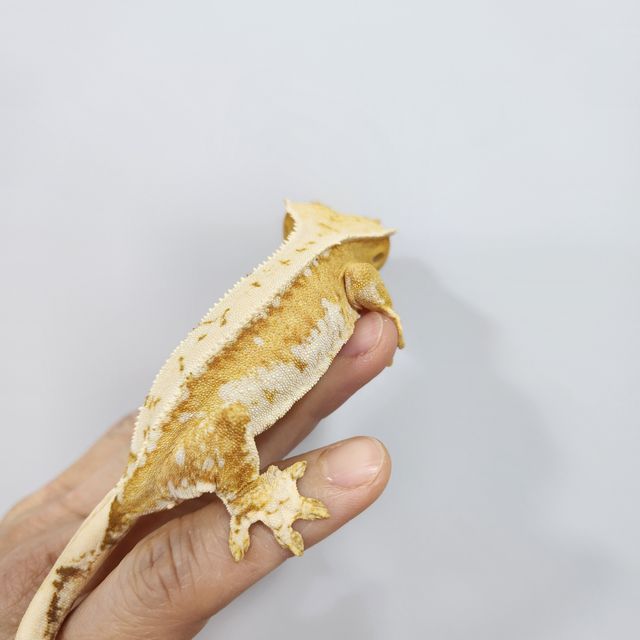 크림시클