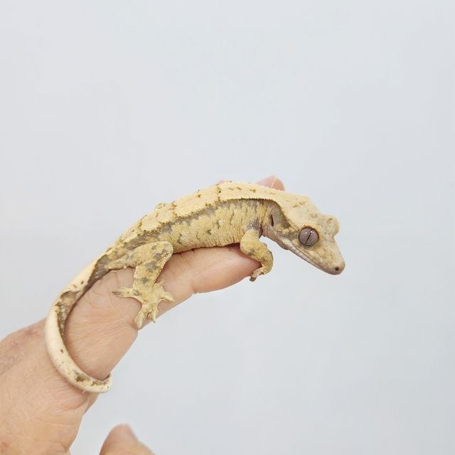 트라이
