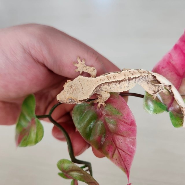 노멀 드리피 화이트스팟