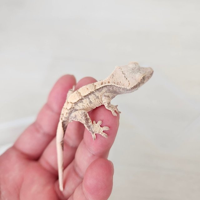 노멀 드리피 화이트스팟