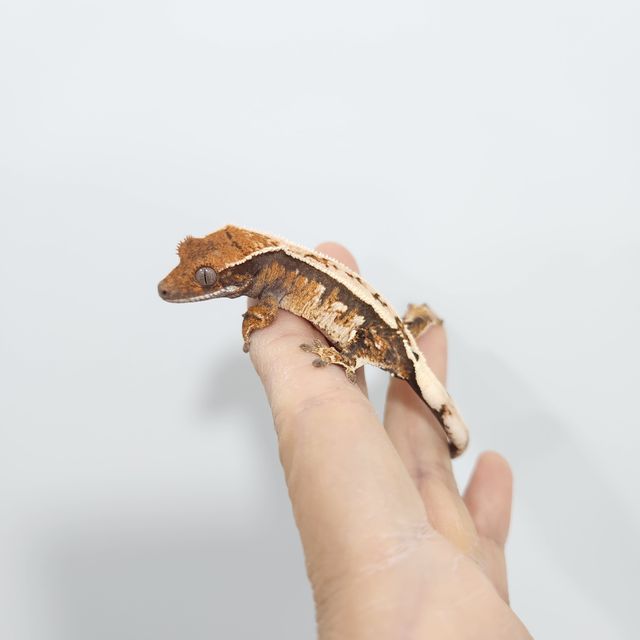 세이블