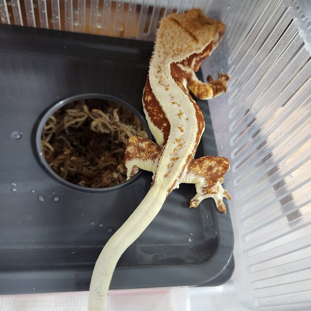 레드 릴리화이트