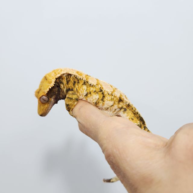 노멀 트라이