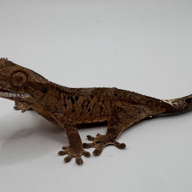 달마시안 슈퍼달마시안