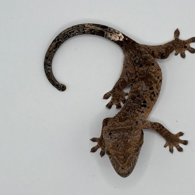 달마시안 슈퍼달마시안