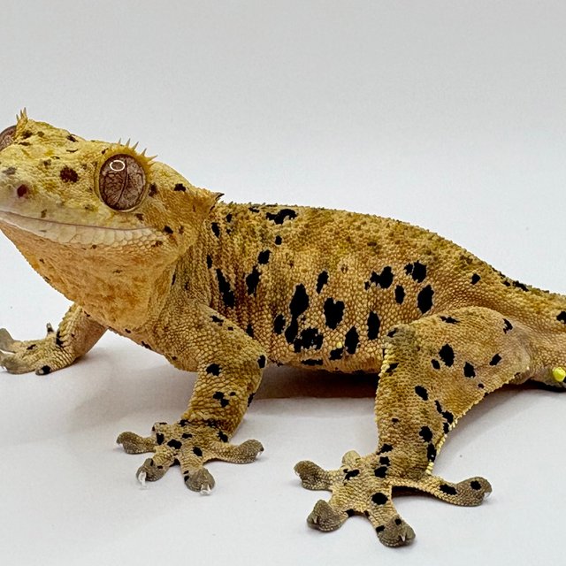 슈퍼달마시안 달마시안