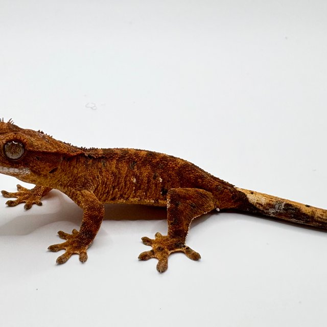 달마시안 슈퍼달마시안