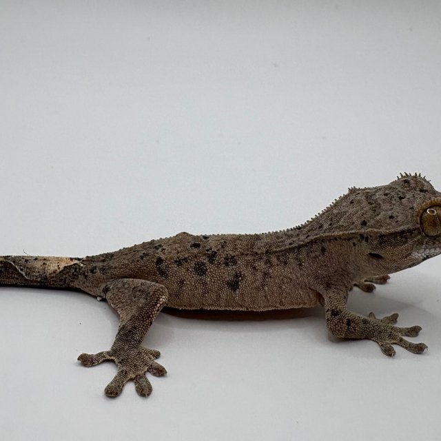 슈퍼달마시안 달마시안