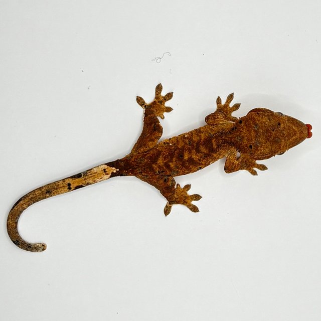 달마시안 슈퍼달마시안