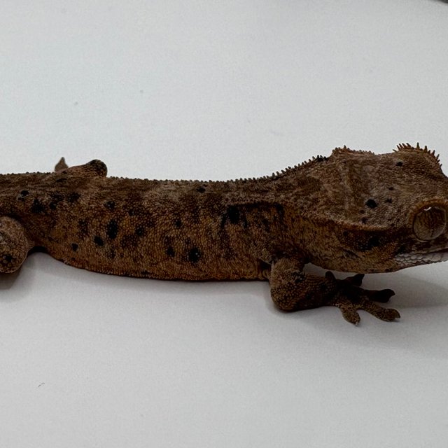 달마시안 슈퍼달마시안