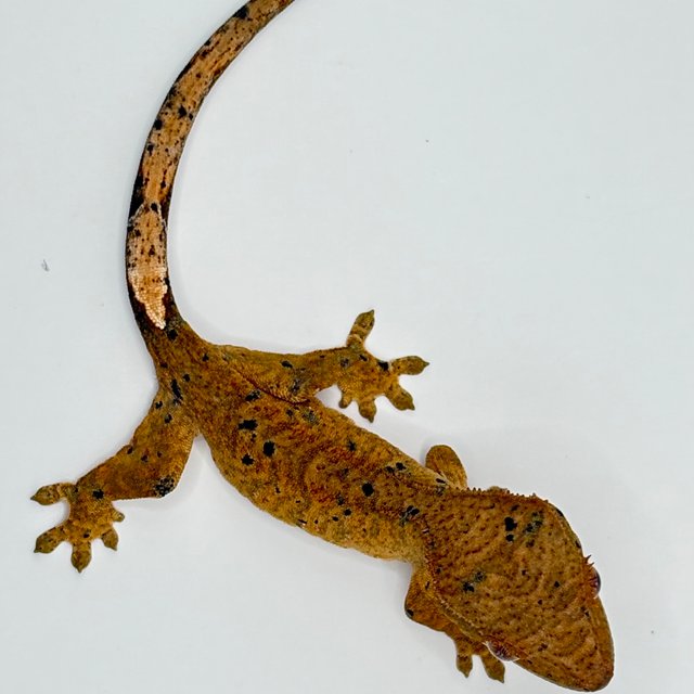 달마시안 슈퍼달마시안