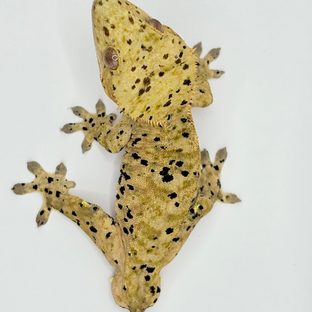 슈퍼달마시안 달마시안