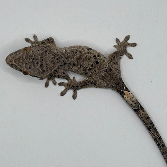 슈퍼달마시안 달마시안