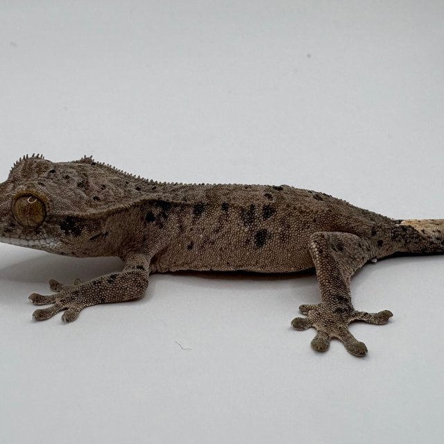 슈퍼달마시안 달마시안