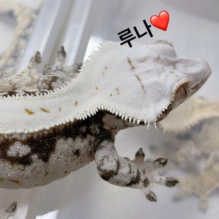 루나