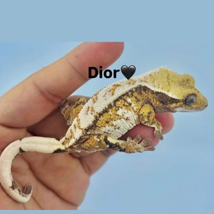 디올
