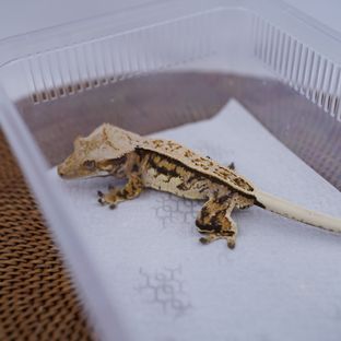 트라이 에밀리