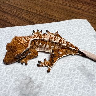 트라이