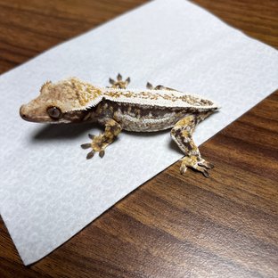 노멀 핀스트라이프