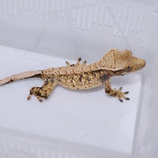 트라이
