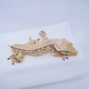 트라이 핀스트라이프