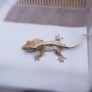 에밀리