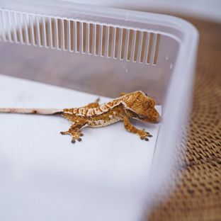 트라이