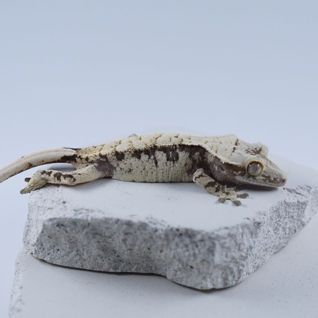 트라이