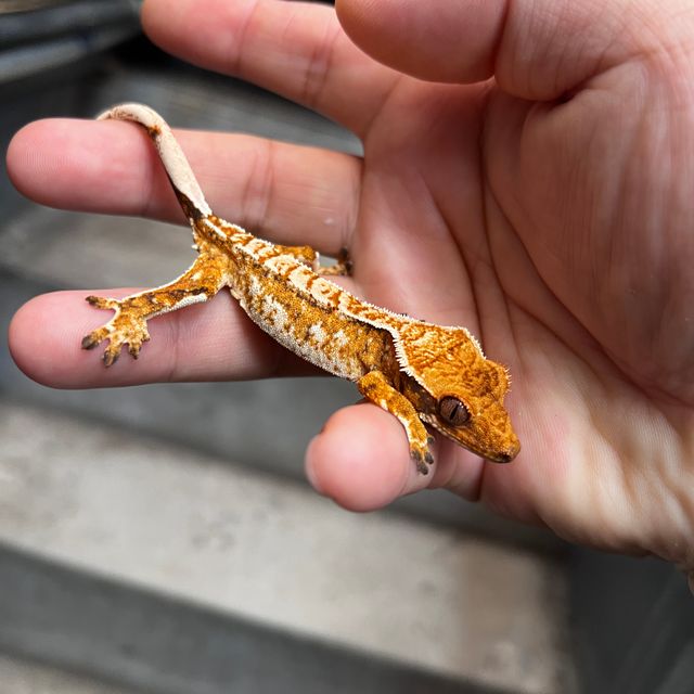 트라이