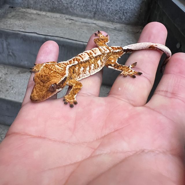 트라이
