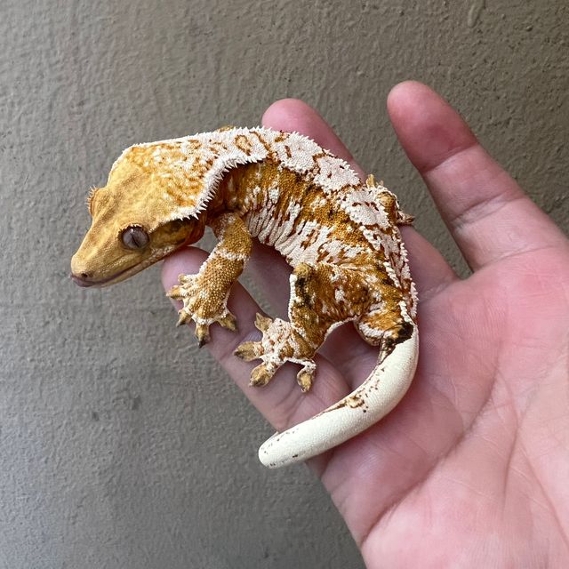트라이