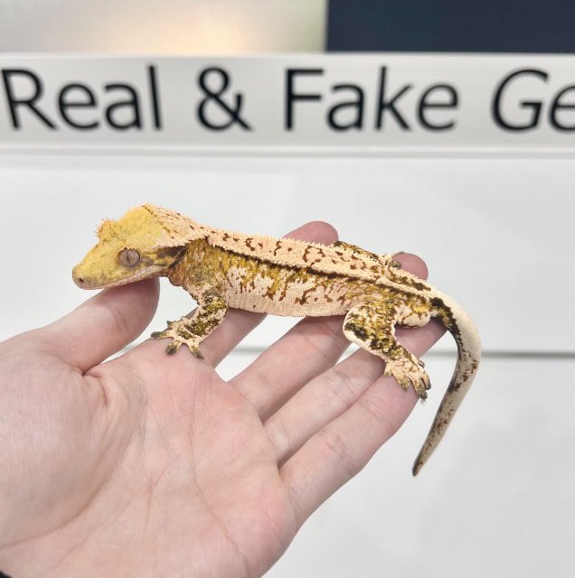 핀스트라이프 트라이