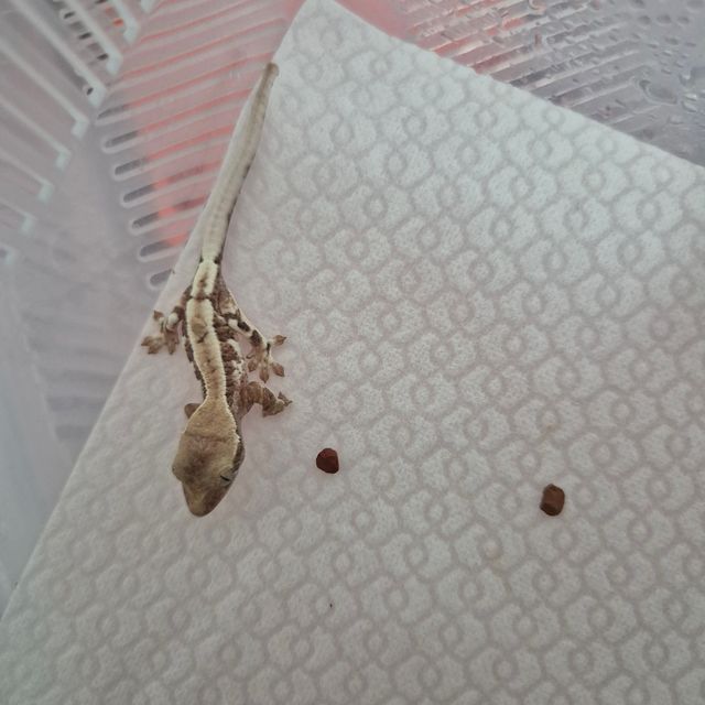 100%헷아잔틱 프라푸치노