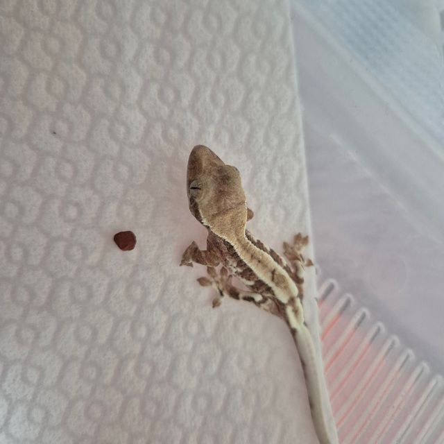 100%헷아잔틱 프라푸치노