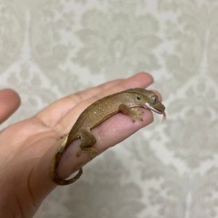 동배
