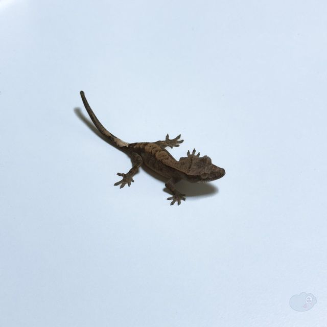 카푸치노