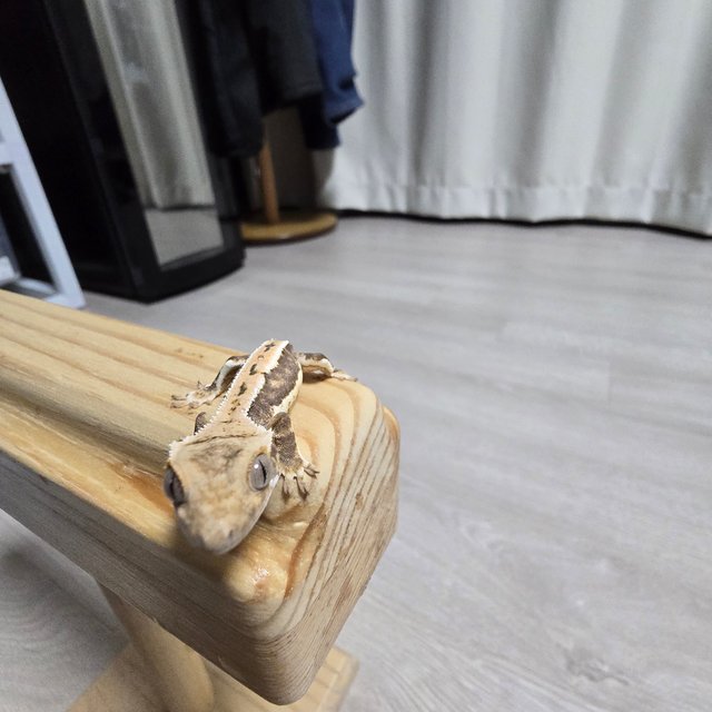 릴리100%헷아잔틱