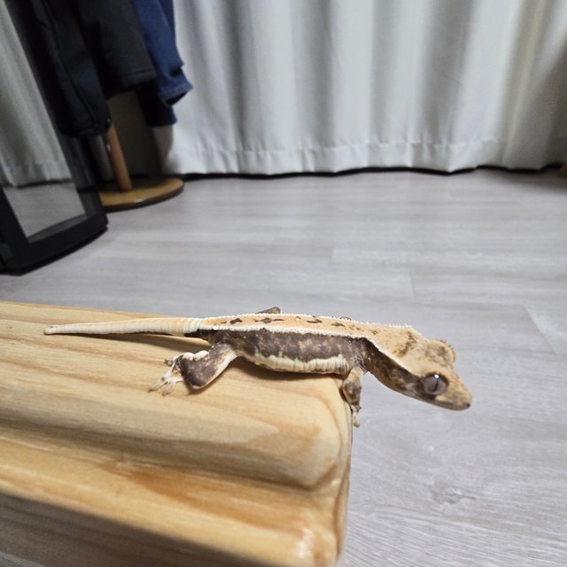 릴리100%헷아잔틱