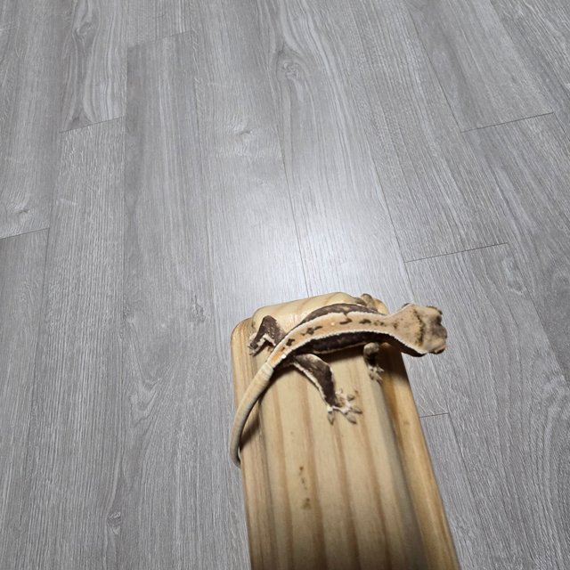 릴리100%헷아잔틱