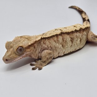 노멀 트라이 팬텀 벅스킨 옐로우