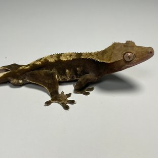 노멀 다크 화이트포트홀 플레임